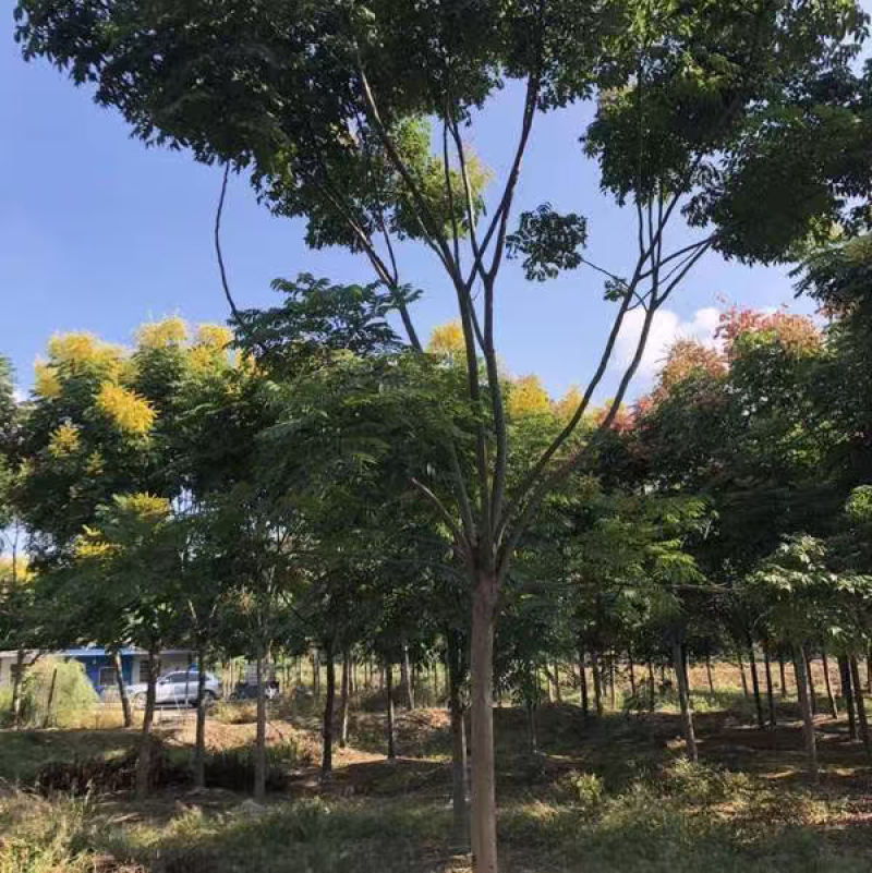 栾树