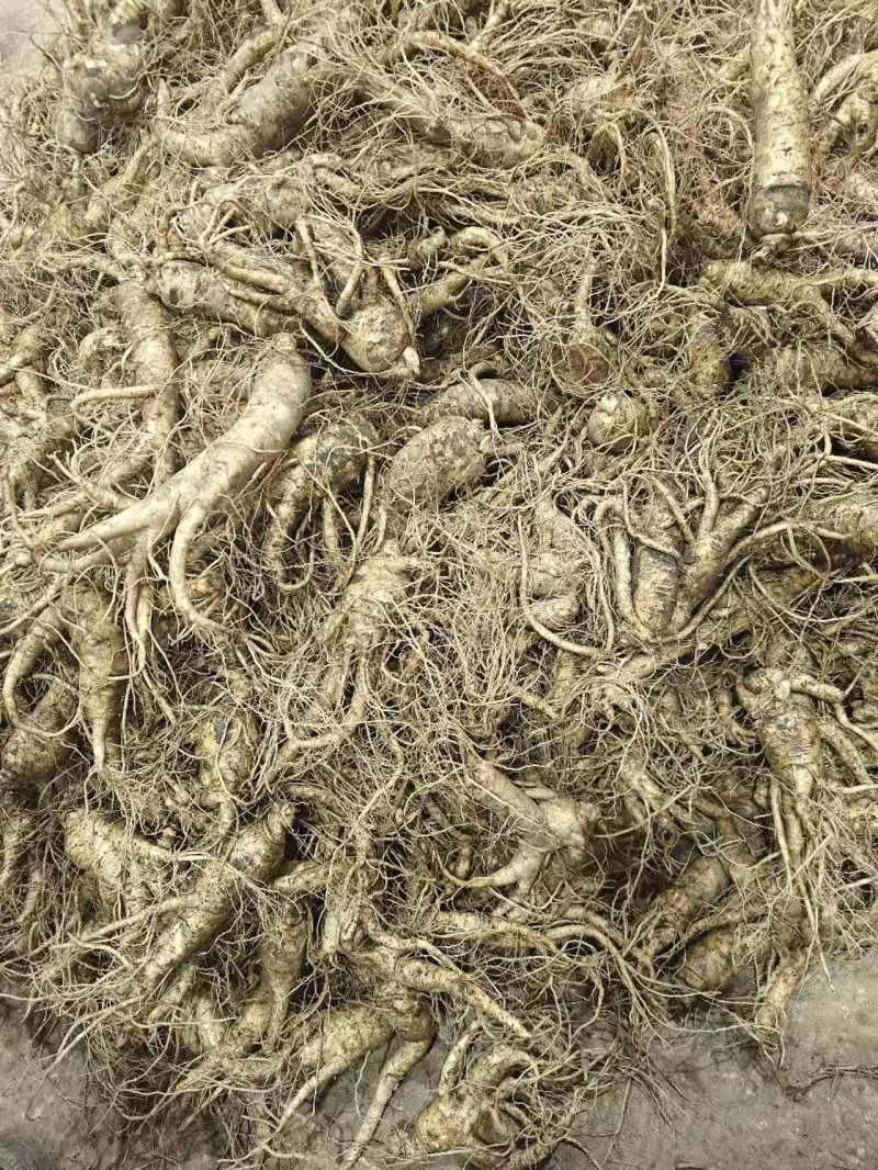长白山西洋参支持线上保障交易，大中小各种规格