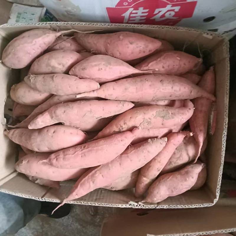 辽宁黑山烟薯25产区直发保质保量供货价钱实惠