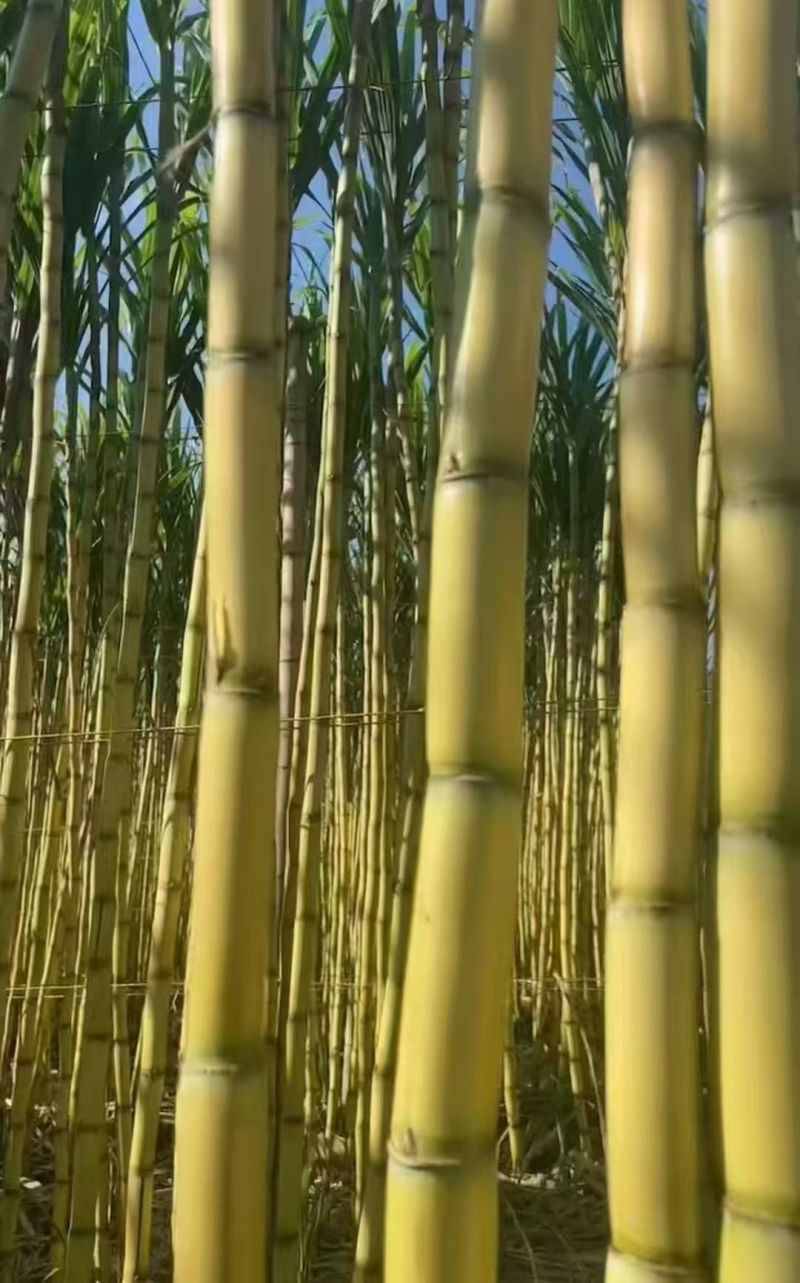 云南黄皮甘蔗脆甜多汁价格美丽质量好货源充足对接全国热卖