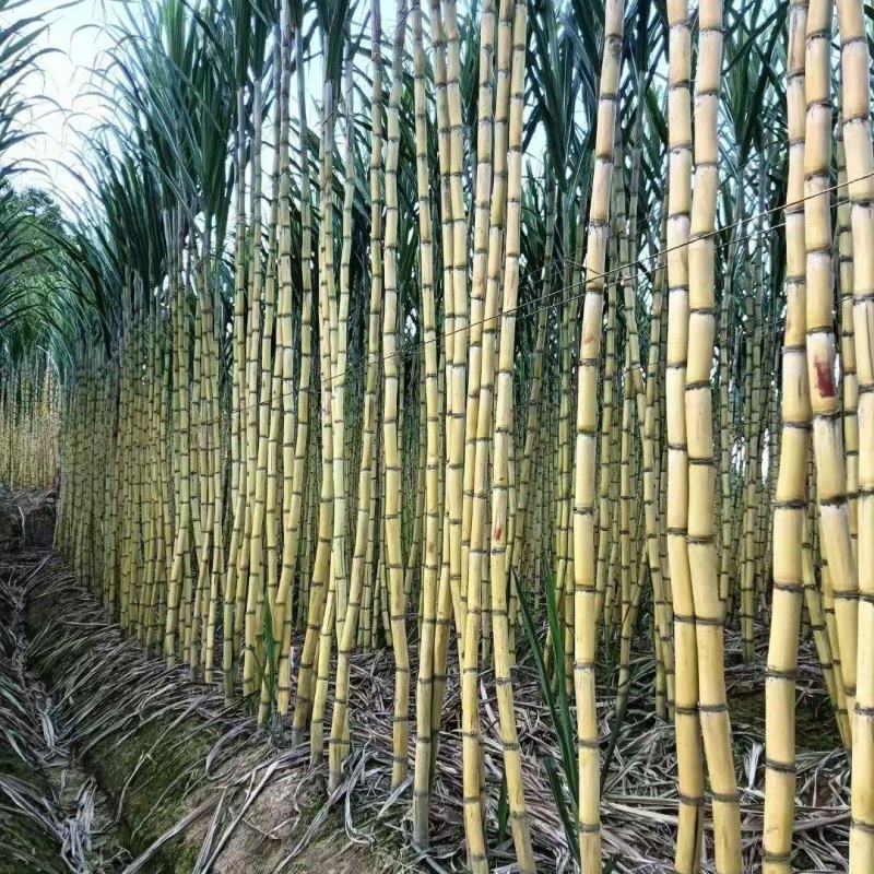 云南黄皮甘蔗脆甜多汁价格美丽质量好整车有货量大从优热卖中