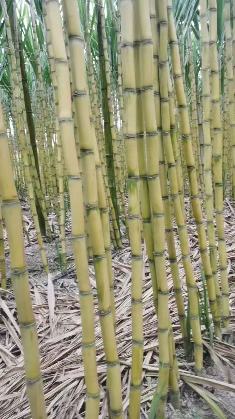云南黄皮甘蔗脆甜多汁价格美丽质量好整车有货量大从优热卖中