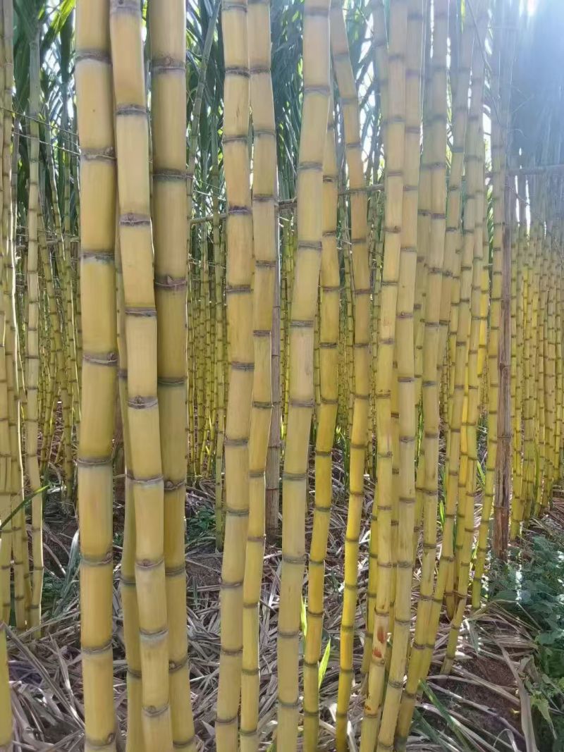 云南黄皮甘蔗脆甜多汁价格美丽质量好整车有货量大从优热卖中