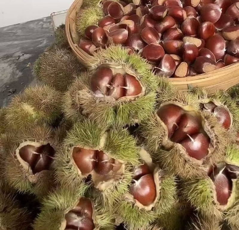 百色老树板栗