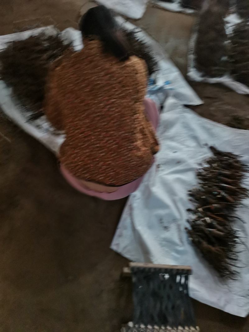 芍药萝卜头嫁接牡丹。以维护活。可直接栽种。