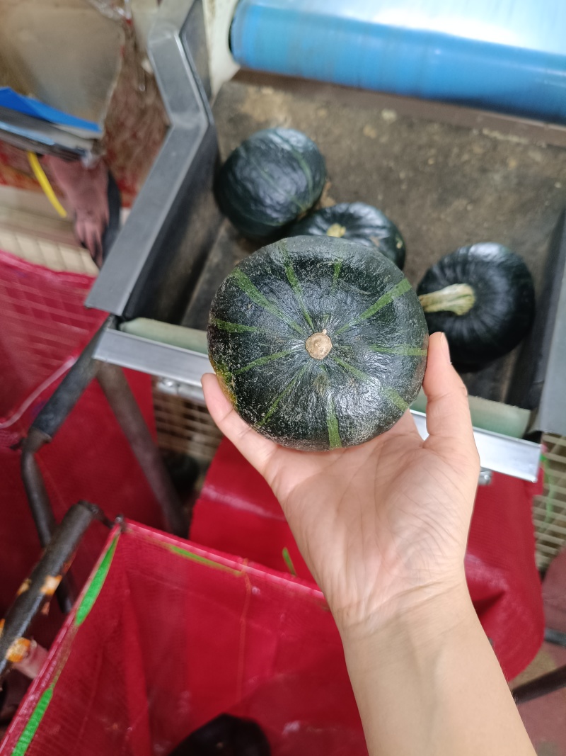 贝贝南瓜系列，适合多种渠道，电商，商超，出
