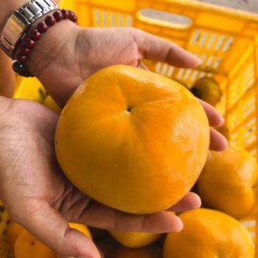 瑶山精品脆柿
