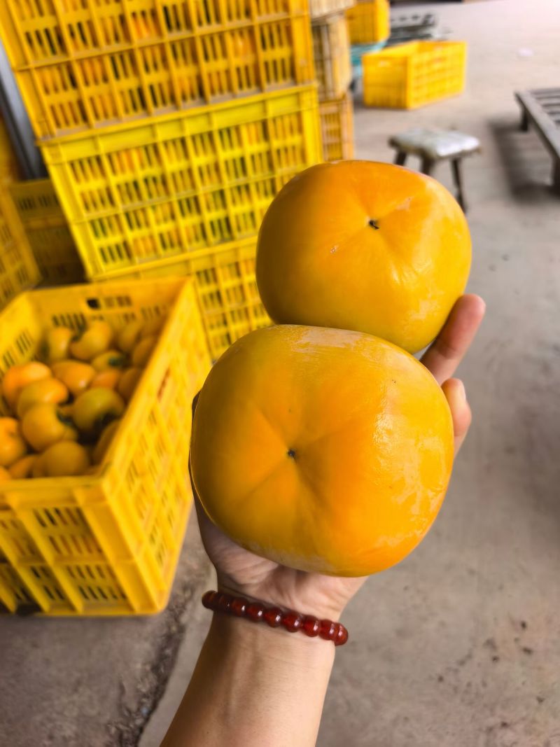 瑶山精品脆柿