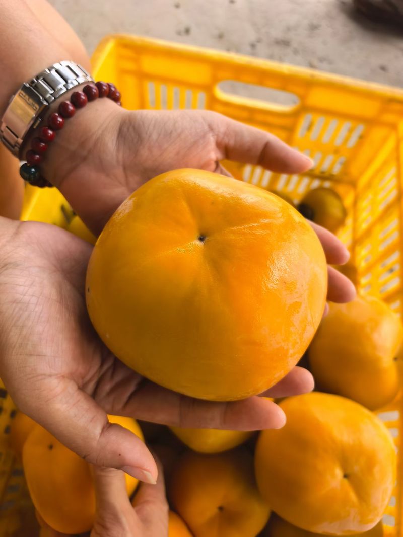 瑶山精品脆柿