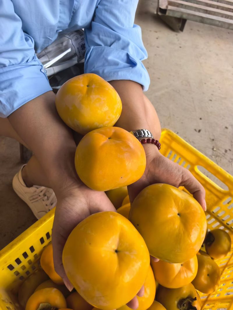 瑶山精品脆柿