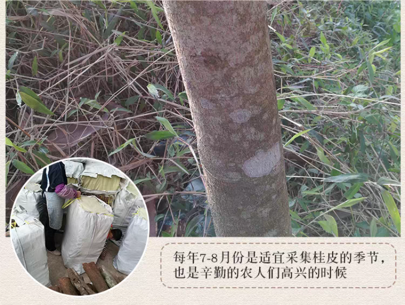 包邮）肉桂皮香料干货调料卤肉料烟桂大料桂皮500g打粉