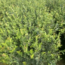 长林系列油茶苗基地供应质量保证诚信经营欢迎咨询