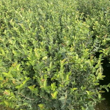 长林系列油茶苗基地供应质量保证诚信经营欢迎咨询