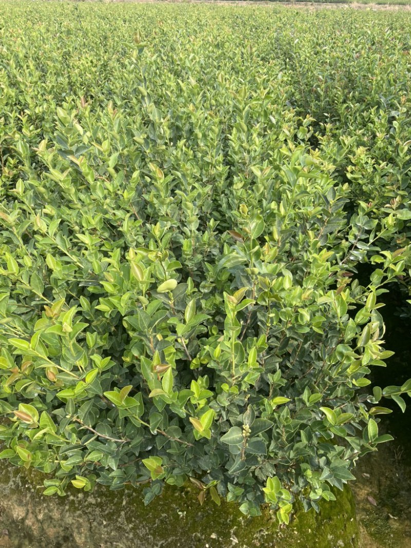 长林系列油茶苗基地供应质量保证诚信经营欢迎咨询