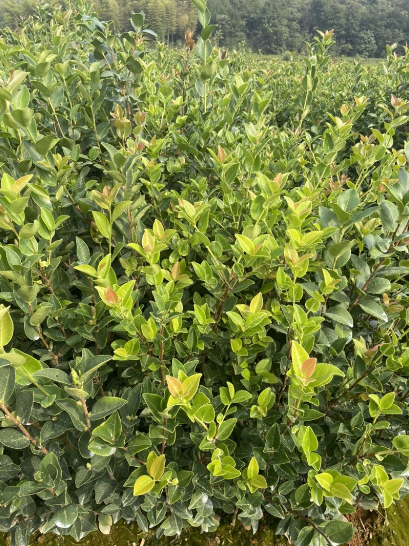 长林系列油茶苗基地供应质量保证诚信经营欢迎咨询