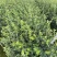 长林系列油茶苗基地供应质量保证诚信经营欢迎咨询