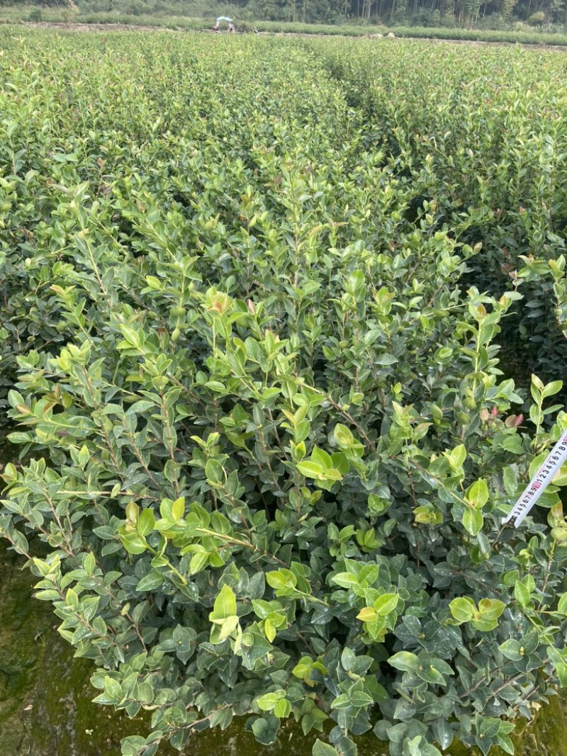 长林系列油茶苗基地供应质量保证诚信经营欢迎咨询