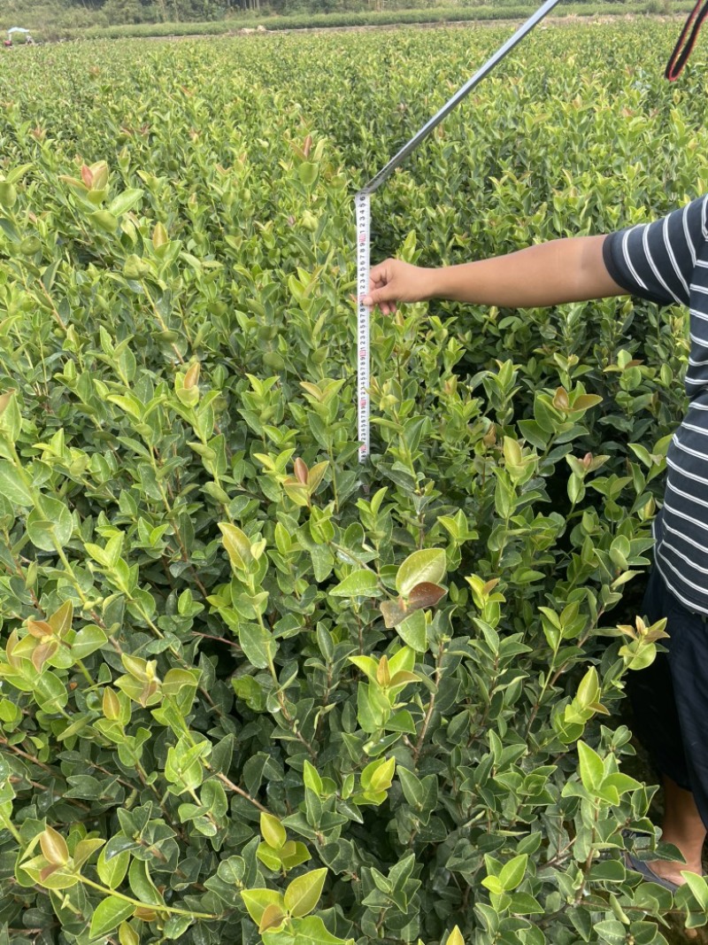长林系列油茶苗基地供应质量保证诚信经营欢迎咨询
