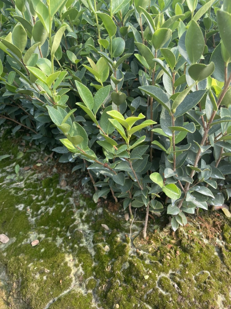 长林系列油茶苗基地供应质量保证诚信经营欢迎咨询