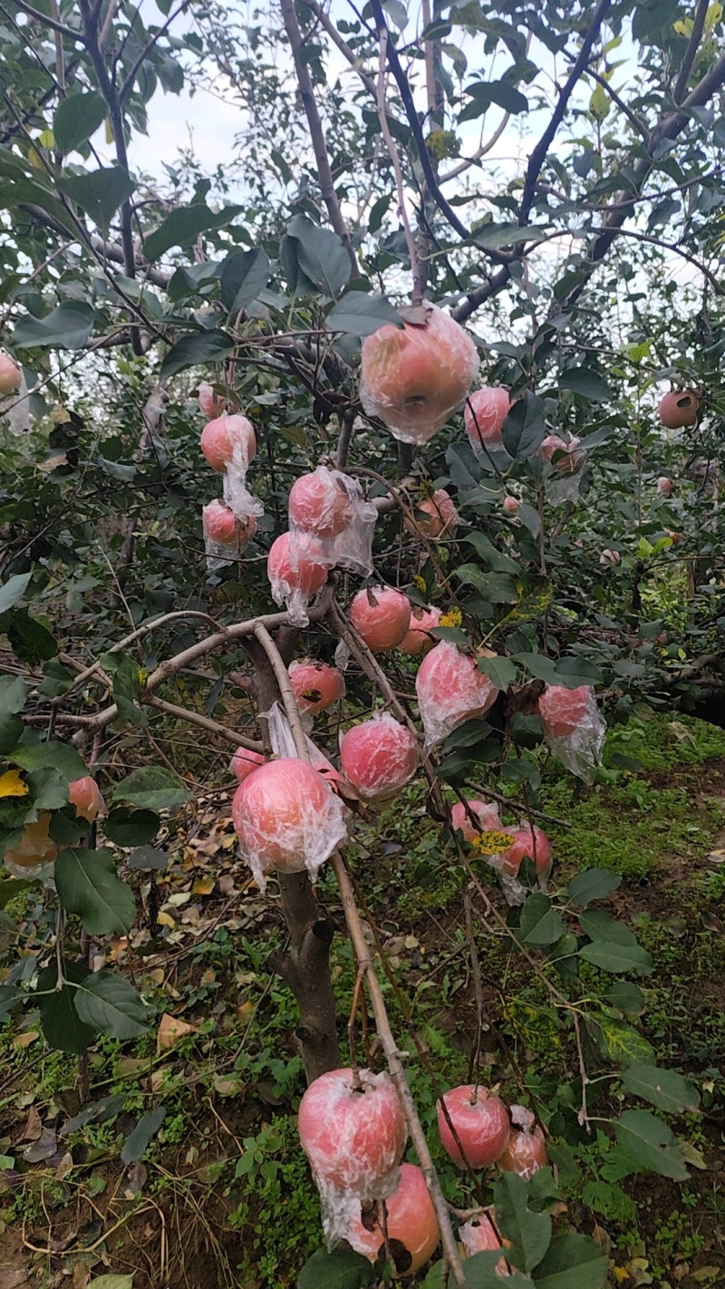 纸夹膜红富士