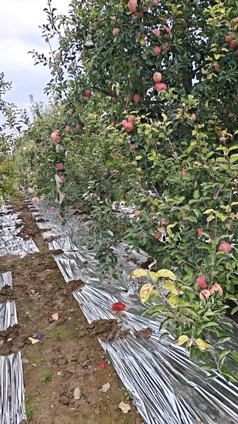 甘肃红富士苹果