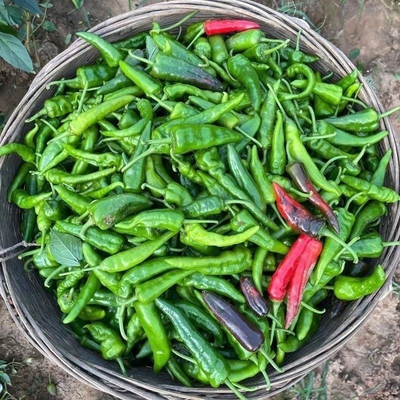 【推荐】荆州本地土辣椒供应市场商超电商一手货源量大从优
