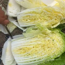 忻州黄心大白菜，品质好，质量高，欢迎各位老板选购