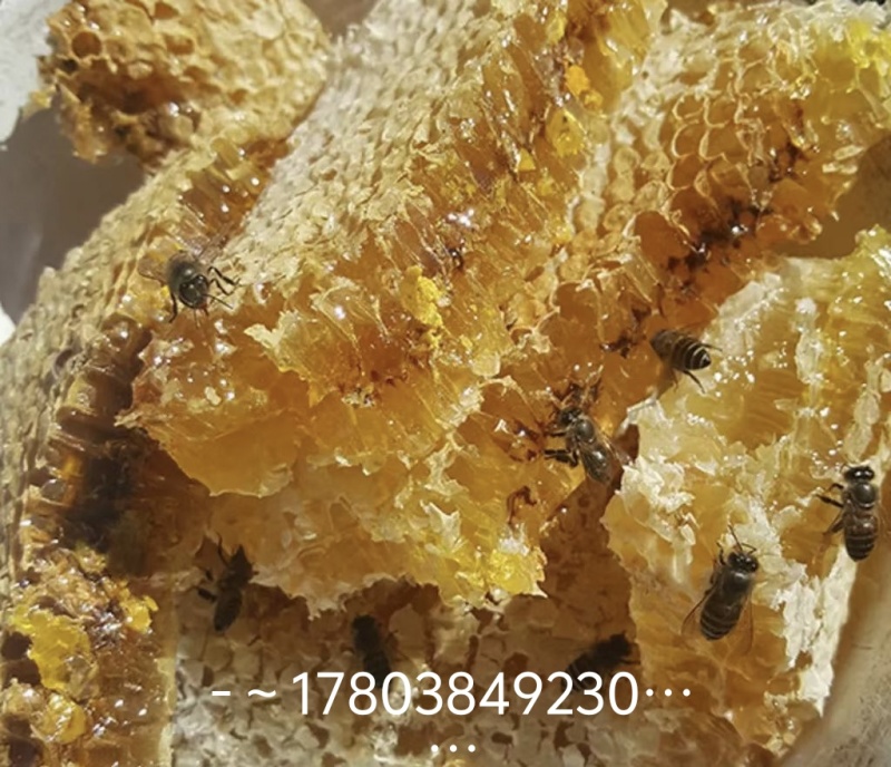 豫西深山农户养殖千花蜜土蜂蜜
