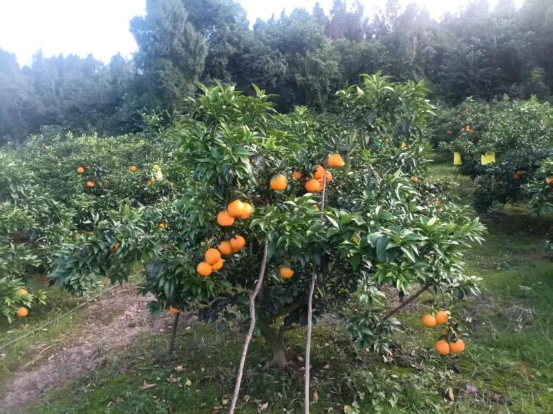 橙子/爱媛果冻橙/四川资阳雁江区基地供货/对接全国采购商
