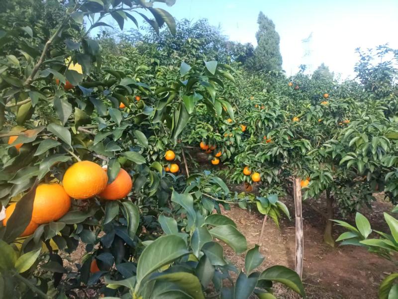 橙子/爱媛果冻橙/四川资阳雁江区基地供货/对接全国采购商