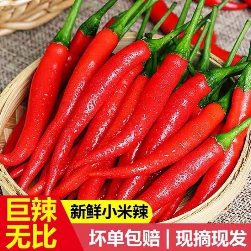 新鲜小米辣小米辣椒小米椒当季蔬菜整箱云南蔬菜