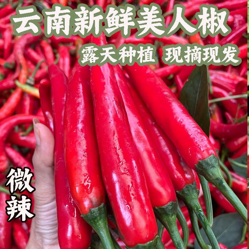 云南美人椒红辣椒红线椒当季蔬菜