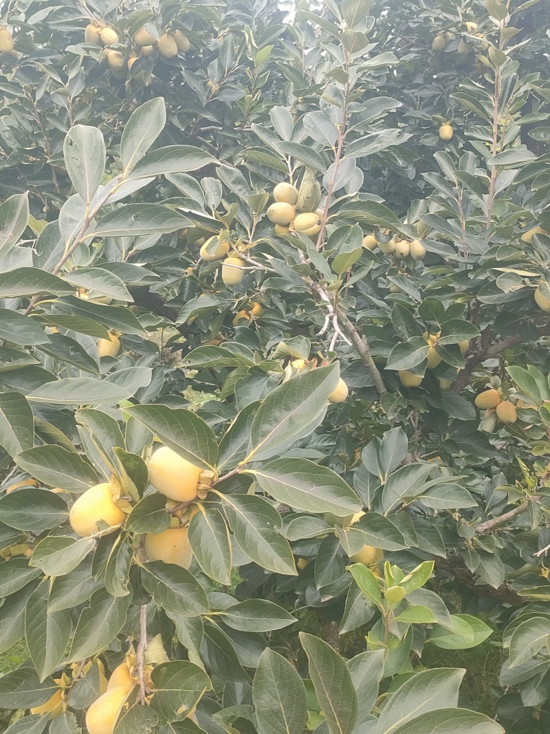 山东牛心柿子