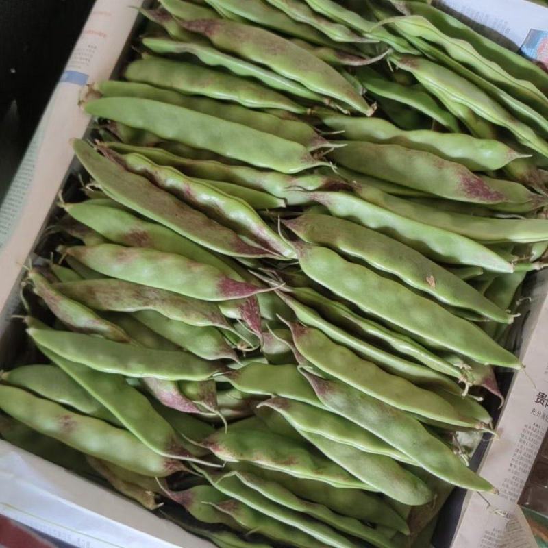 新鲜云南油豆角现摘现发一点红油豆角九月青油豆角大马掌油豆