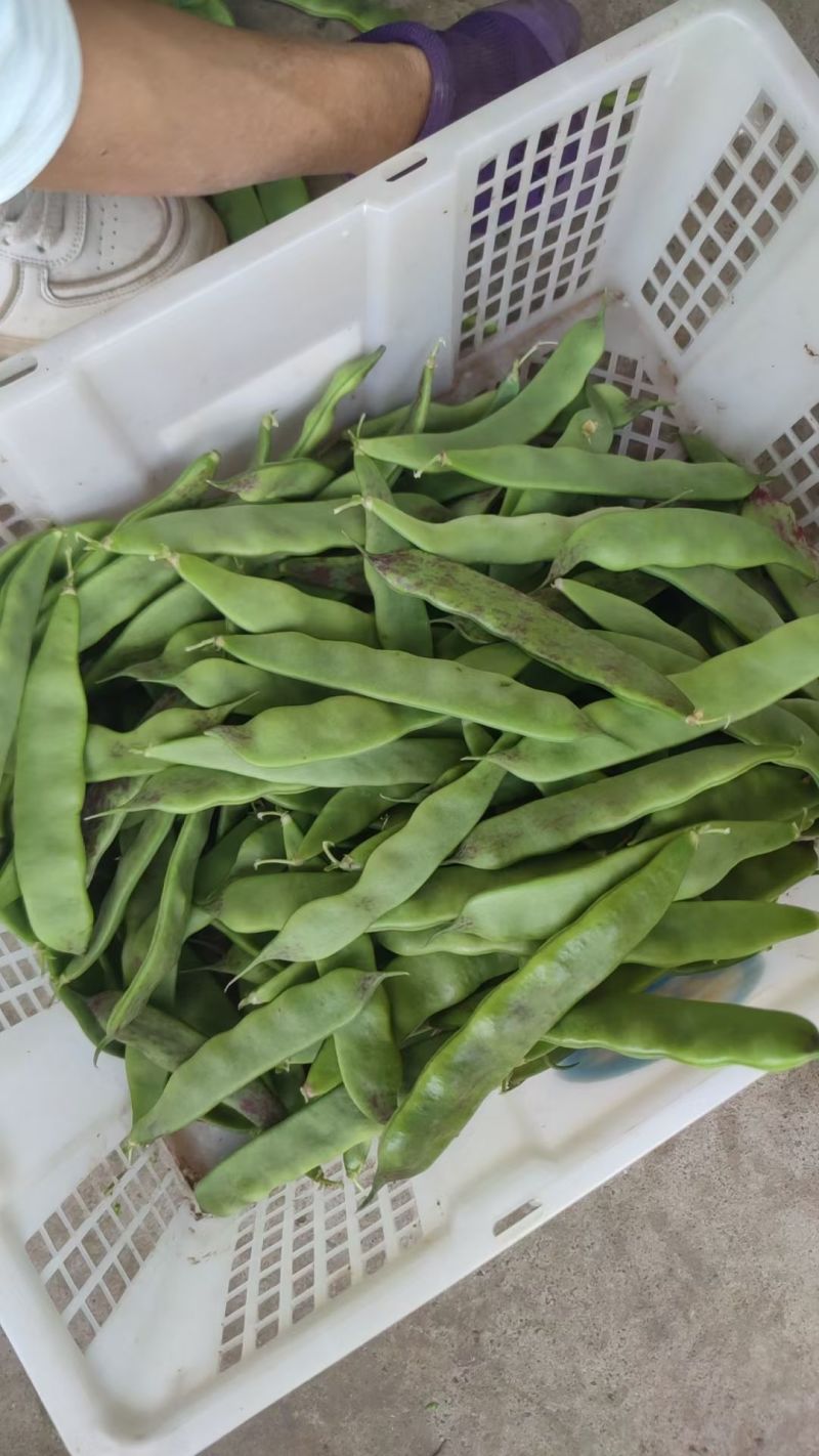 新鲜云南油豆角现摘现发一点红油豆角九月青油豆角大马掌油豆