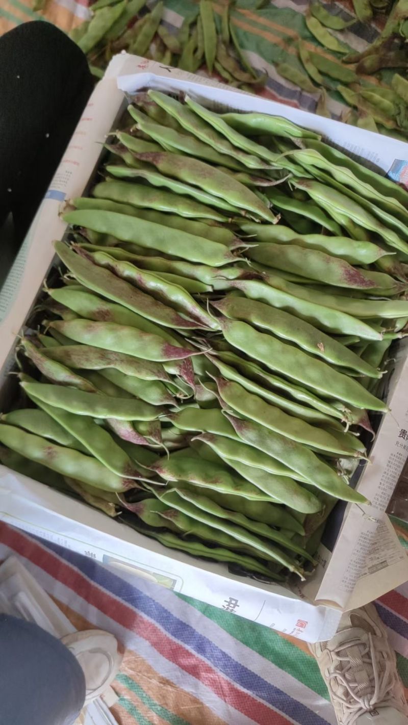 新鲜云南油豆角现摘现发一点红油豆角九月青油豆角大马掌油豆