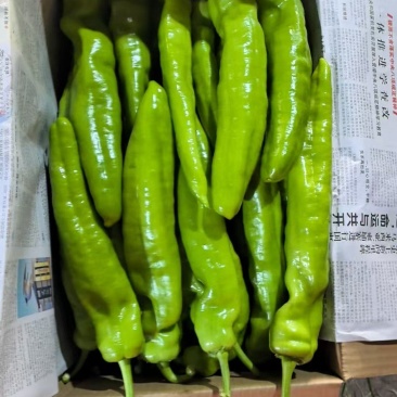 安阳内黄尖椒大量有货，产地直发，欢迎采购商随时咨询