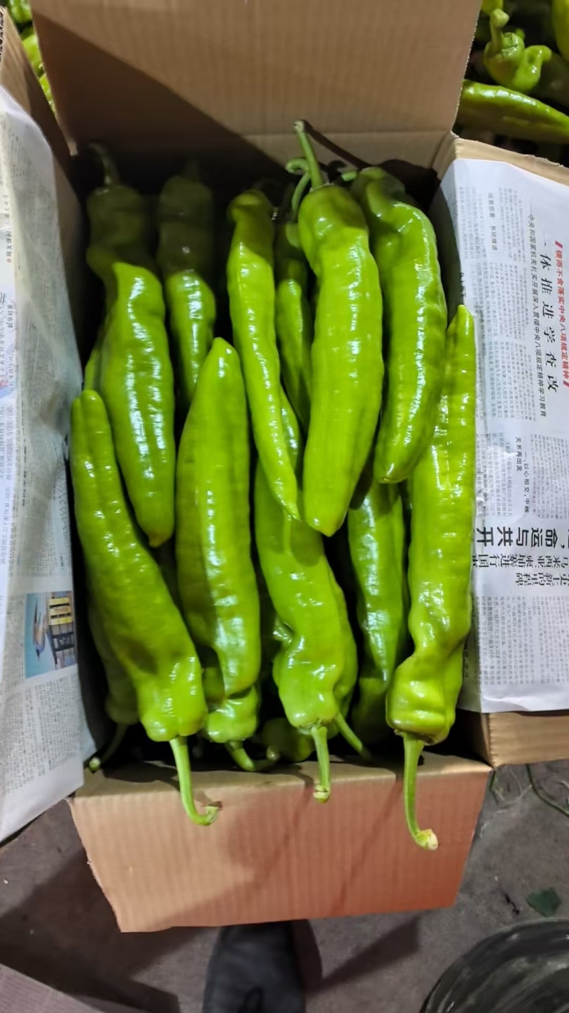 安阳内黄尖椒大量有货，产地直发，欢迎采购商随时咨询