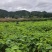 山桐子苗