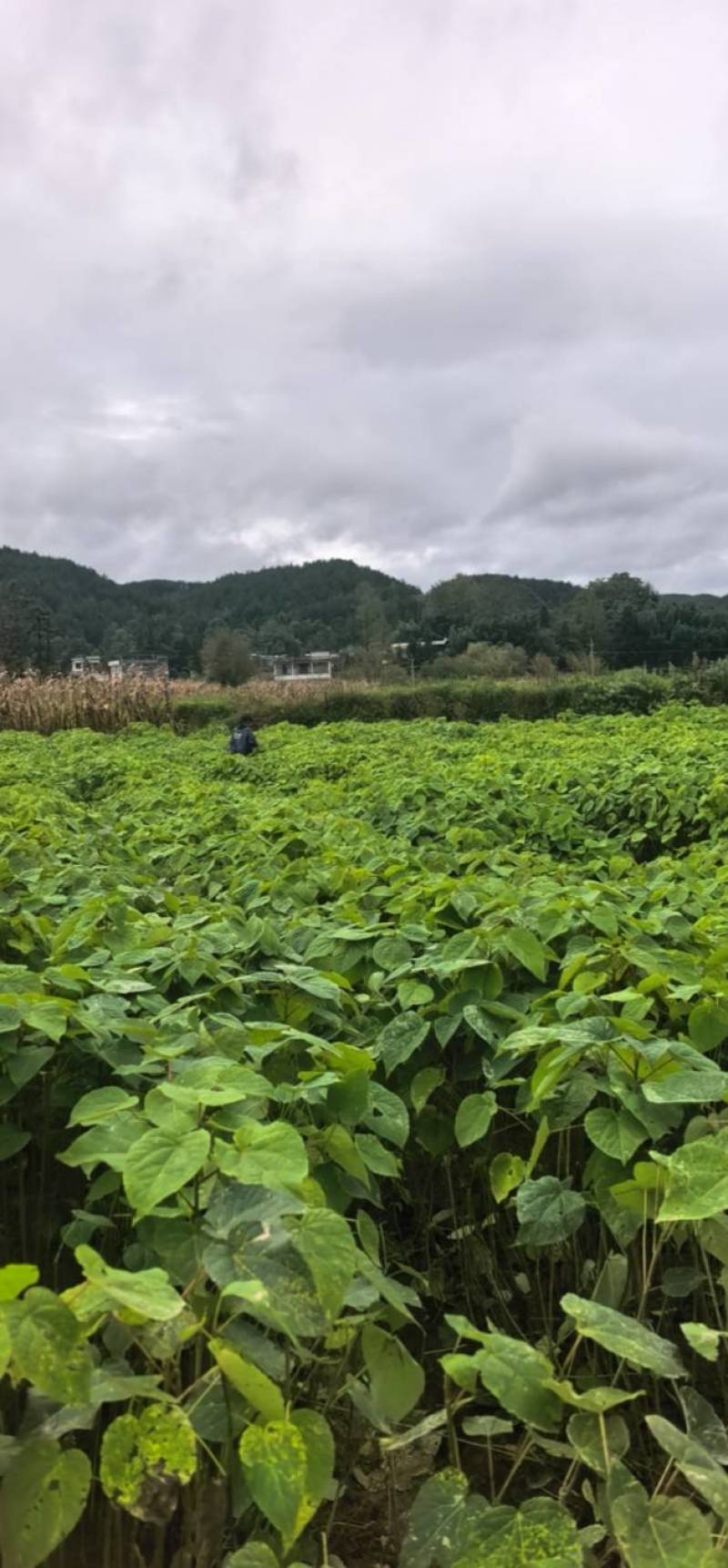 山桐子苗