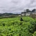 山桐子苗