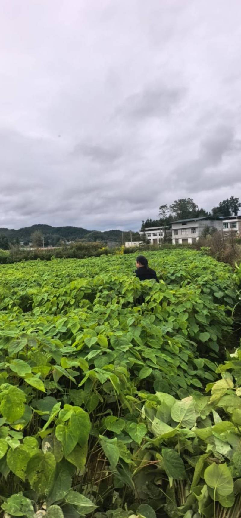 山桐子苗