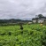 山桐子苗
