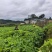 山桐子苗