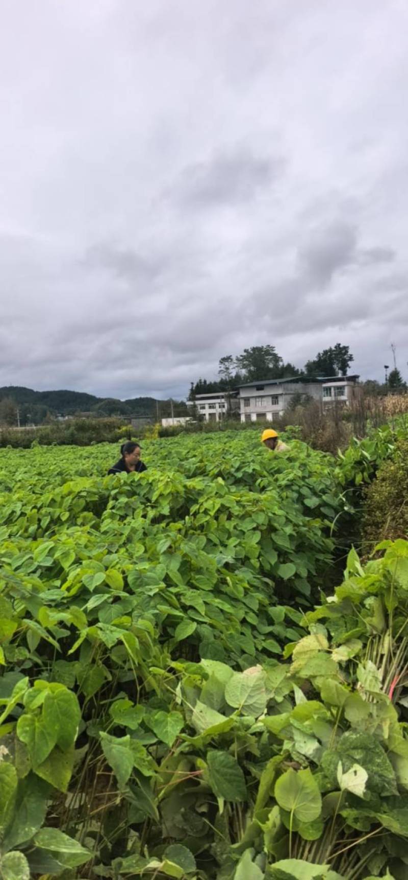 山桐子苗