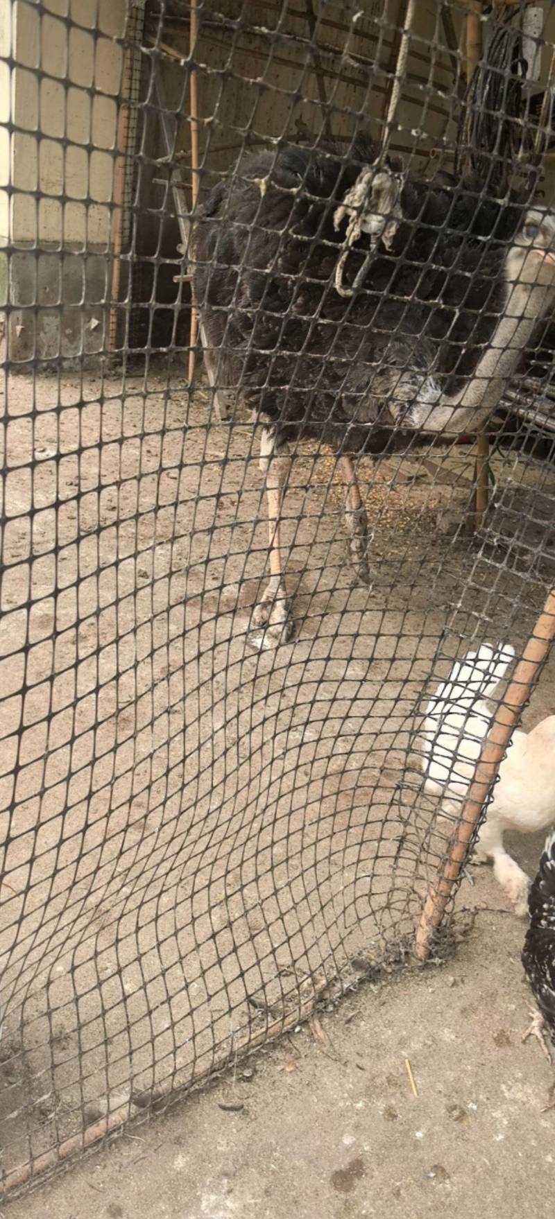 成年驼鸟，家养纯粮，青草养殖，无任何添加剂。一年多老驼鸟