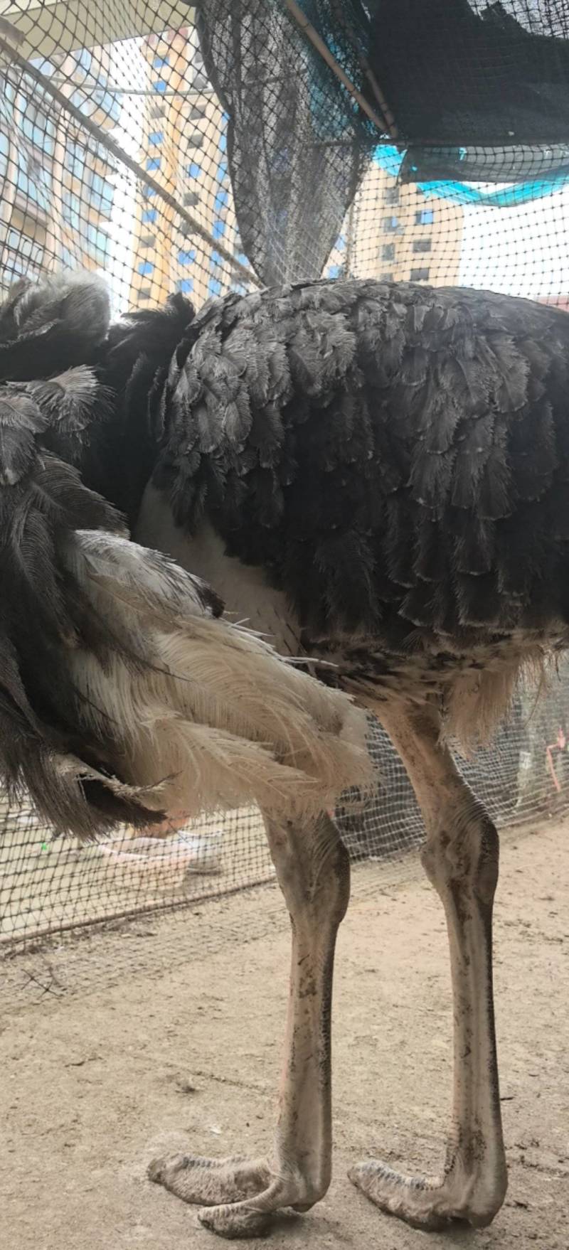 成年驼鸟，家养纯粮，青草养殖，无任何添加剂。一年多老驼鸟