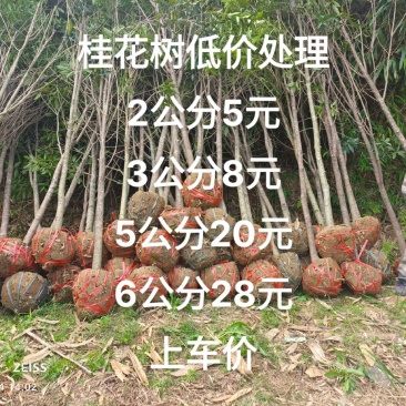 桂花树便宜处理了