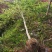 桂花树便宜处理了