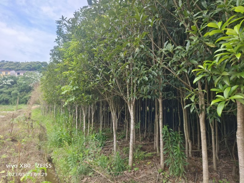 桂花树便宜处理了